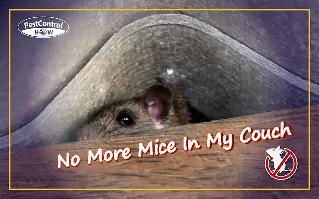 How To Get Rid Of Mice In Sofa